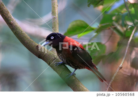 ヒゴロモ ヒゴロモ 10560568