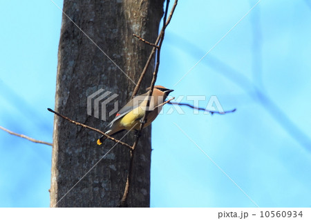 ヒメレンジャク 10560934