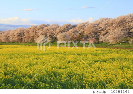 桜と菜の花 10561145