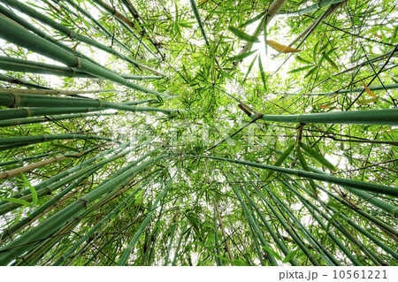 bamboo close up as background 10561221