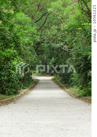 Asphalt road through the forest 10561225