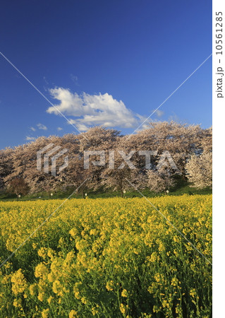 桜と菜の花 10561285