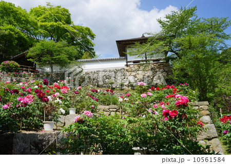 長谷寺のボタン 長谷寺のボタン 10561584