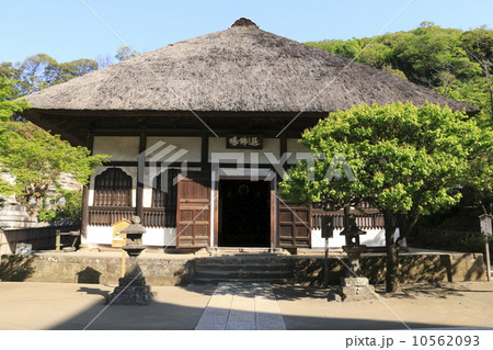 円覚寺の新緑 円覚寺の新緑 10562093