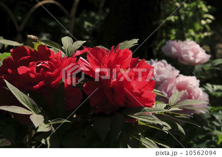 円覚寺の新緑 10562094