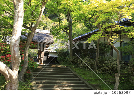 円覚寺の新緑 10562097