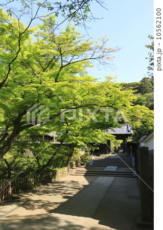 円覚寺の新緑 円覚寺の新緑 10562100