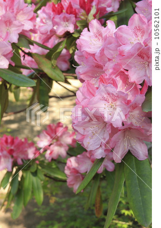 円覚寺の新緑 円覚寺の新緑 10562101