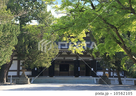 円覚寺の新緑 10562105