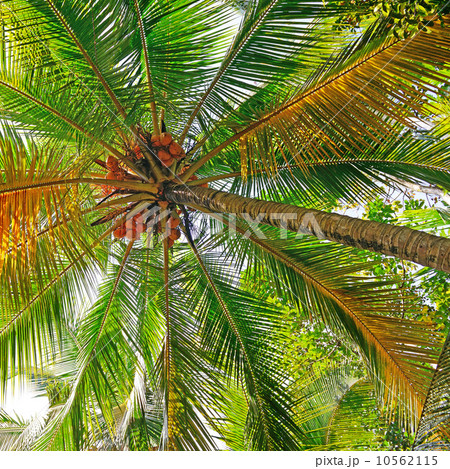 coconut tree background 10562115