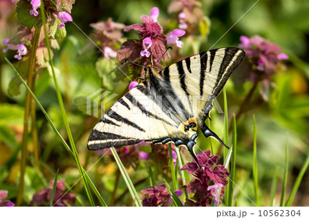 Beautiful swallowtail (Papilio machaon ) Beautiful swallowtail (Papilio machaon ) 10562304