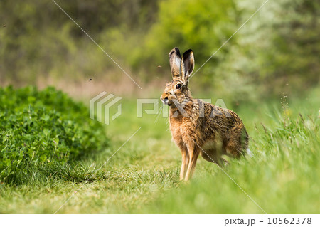 European hare (Lepus europaeus) European hare (Lepus europaeus) 10562378