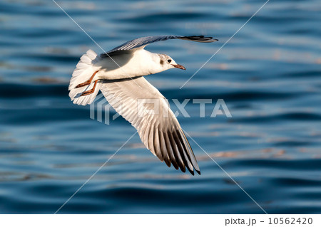 Seagull Seagull 10562420