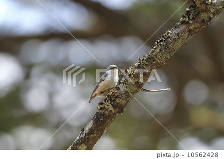 キバシリ 10562428