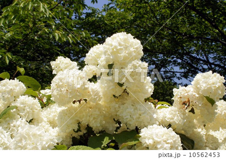 オオデマリの花 オオデマリの花 10562453