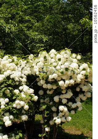 オオデマリの花 10562456
