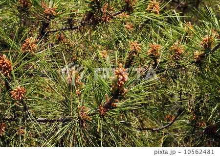 クロマツの花 10562481