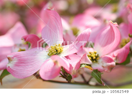 ハナミズキの花 ハナミズキの花 10562549