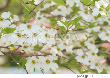 ハナミズキの花 ハナミズキの花 10562550