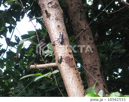 ノコギリクワガタ ノコギリクワガタ 10562555