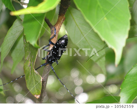 ゴマダラカミキリ ゴマダラカミキリ 10562559