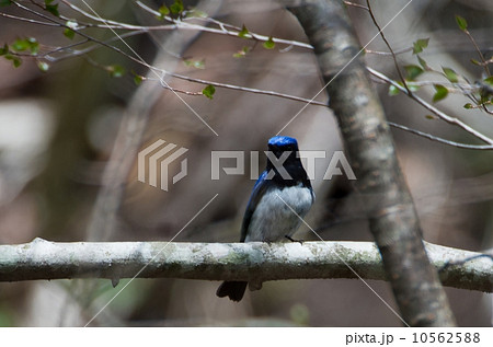 オオルリ オオルリ 10562588