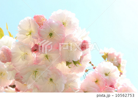 八重桜 八重桜 10562753