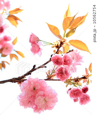 八重桜 八重桜 10562754