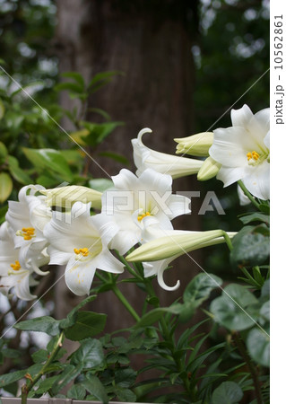 鉄砲百合 純白の可憐な花 鉄砲百合 純白の可憐な花 10562861