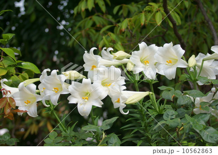 鉄砲百合　純白の可憐な花 10562863