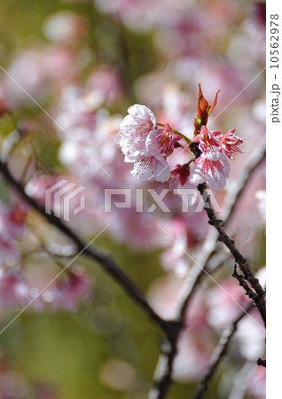 桜 10562978
