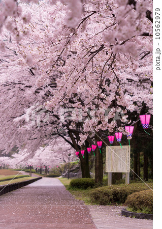 桜とランタン 桜とランタン 10562979
