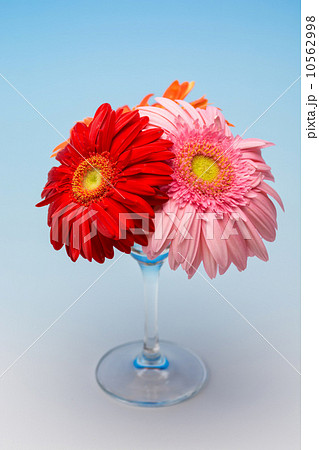 ガーベラ 10562998
