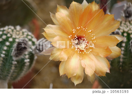 サボテンの花 10563193