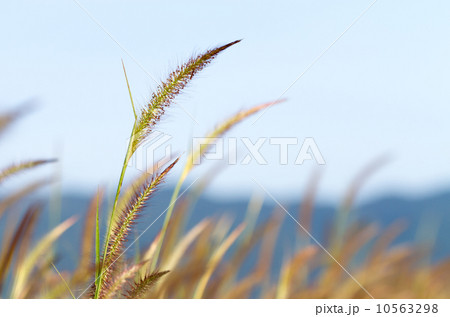 Purple fountain grass (Pennisetum pedicellatum Trin.) Purple fountain grass (Pennisetum pedicellatum Trin.) 10563298
