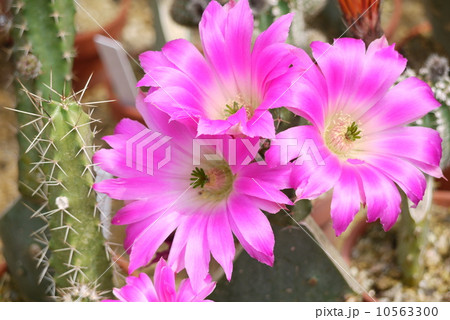 サボテン　「美花角」 10563300