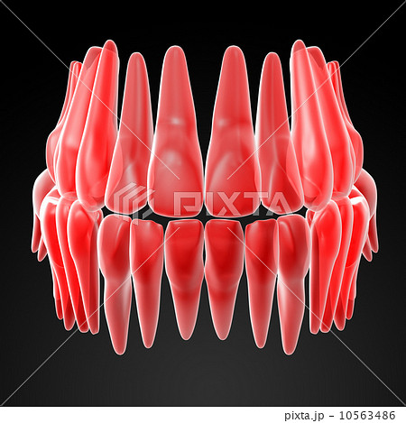 human teeth 10563486