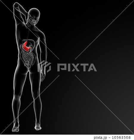 stomach stomach 10563508