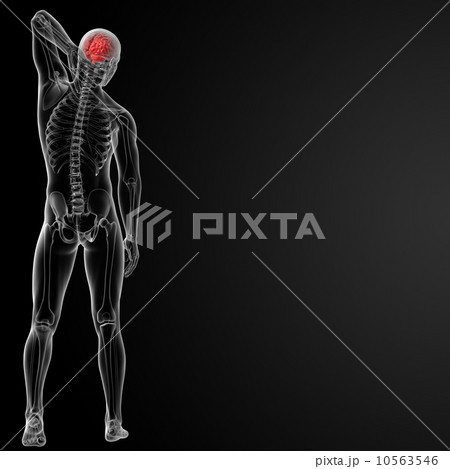 brain 10563546