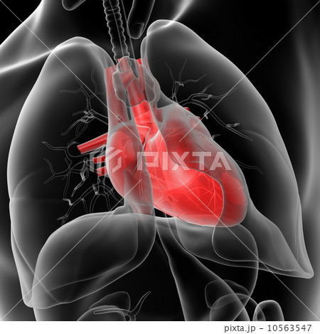 human heart 10563547