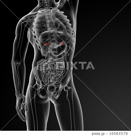 andrenal andrenal 10563579