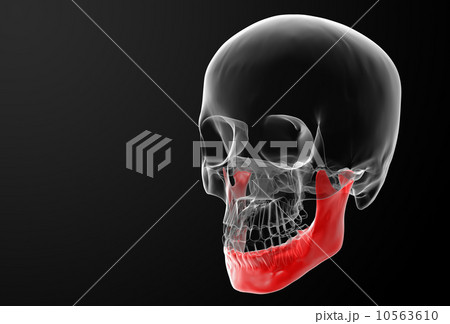 jaw bone jaw bone 10563610