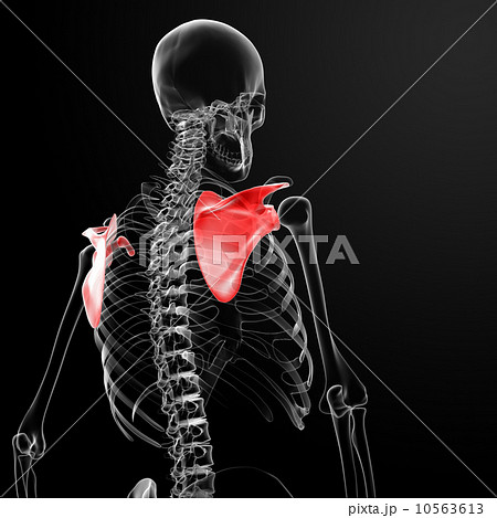 3d render medical illustration of the scapula 10563613