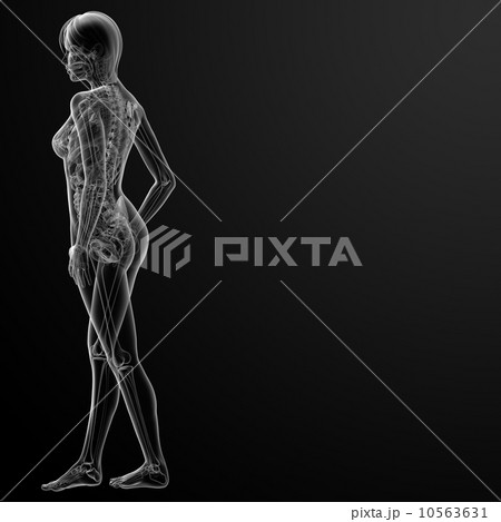 3d render of the female 10563631