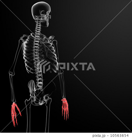 3d render skeleton visible hand 10563654