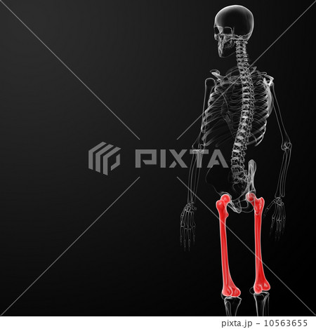 femur bone 10563655