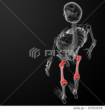 femur bone 10563658