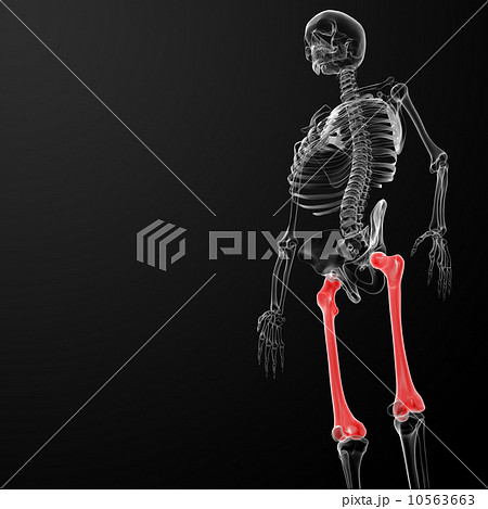 femur bone femur bone 10563663