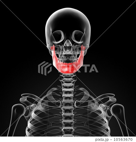 jaw bone jaw bone 10563670