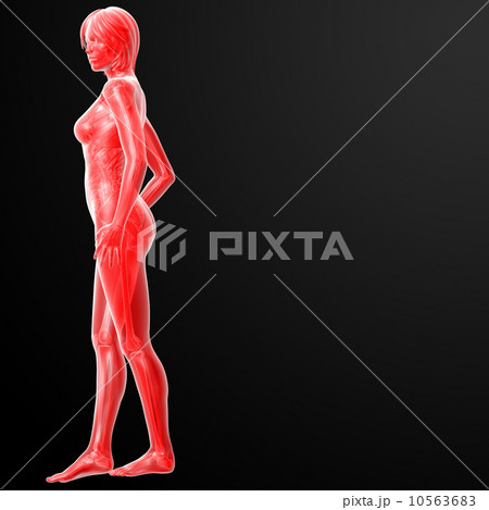 3d rendered illustration of the female 10563683